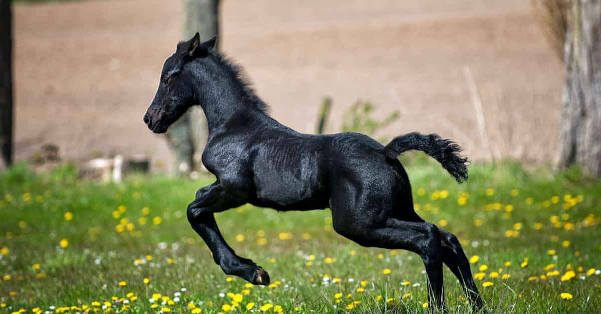 découvrez l'univers fascinant des chevaux, ces animaux majestueux qui allient grâce et force. apprenez tout sur leur comportement, leurs soins et leur rôle dans notre société.