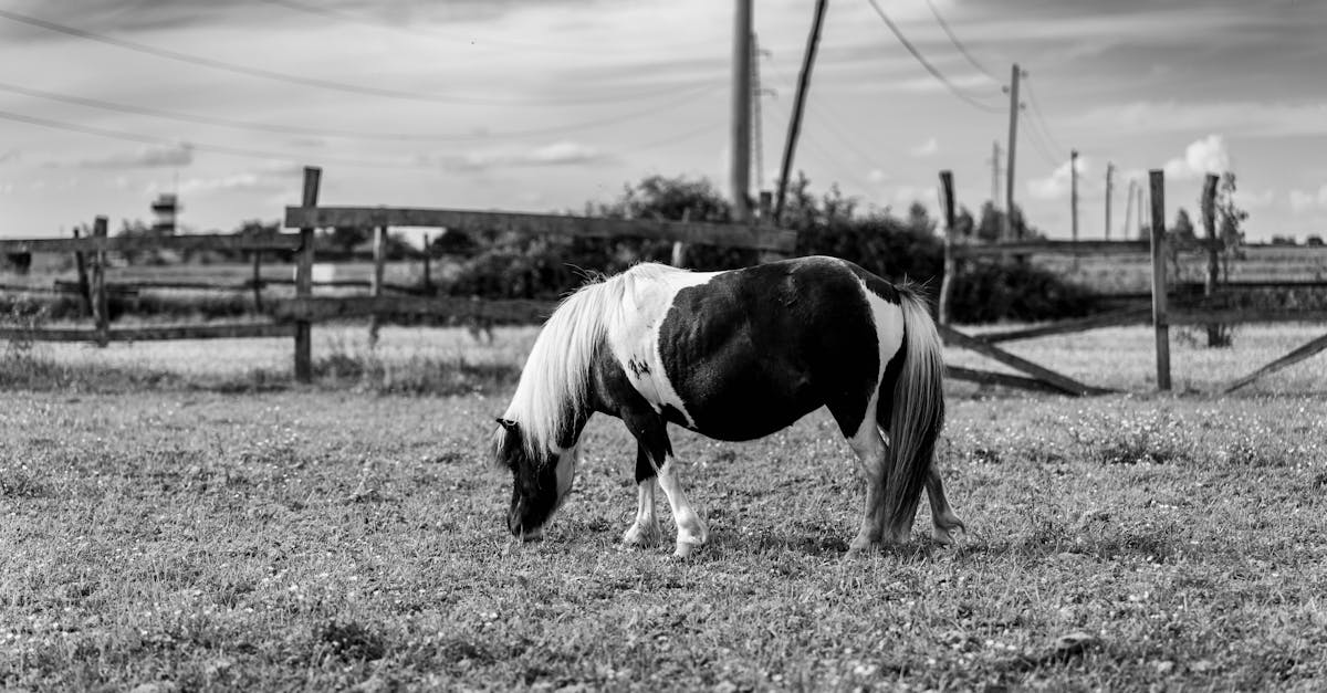 découvrez l'univers fascinant de 'surprise horse', un voyage captivant au cœur de la vie des chevaux. plongez dans des récits inspirants, des conseils d'experts et des surprises étonnantes qui célèbrent la beauté et la majesté de ces animaux extraordinaires. rejoignez-nous pour une aventure inoubliable!