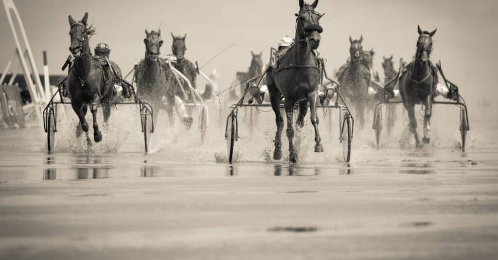 découvrez l'univers fascinant des courses de chevaux, où l'adrénaline et la stratégie se rencontrent. suivez les dernières actualités, les astuces des experts et les résultats en temps réel pour vivre pleinement chaque course.