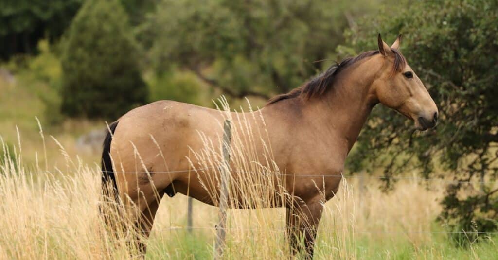 découvrez l'univers palpitant des courses de chevaux, où la passion des équidés et l'excitation des paris se rencontrent. suivez les meilleurs jockeys et chevaux dans des compétitions acharnées, et plongez-vous dans l'histoire et les stratégies qui rendent chaque course unique.