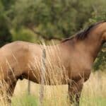 découvrez l'univers palpitant des courses de chevaux, où la passion des équidés et l'excitation des paris se rencontrent. suivez les meilleurs jockeys et chevaux dans des compétitions acharnées, et plongez-vous dans l'histoire et les stratégies qui rendent chaque course unique.